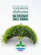 Vesicularia Dubyana on Coconut Shell Bridge